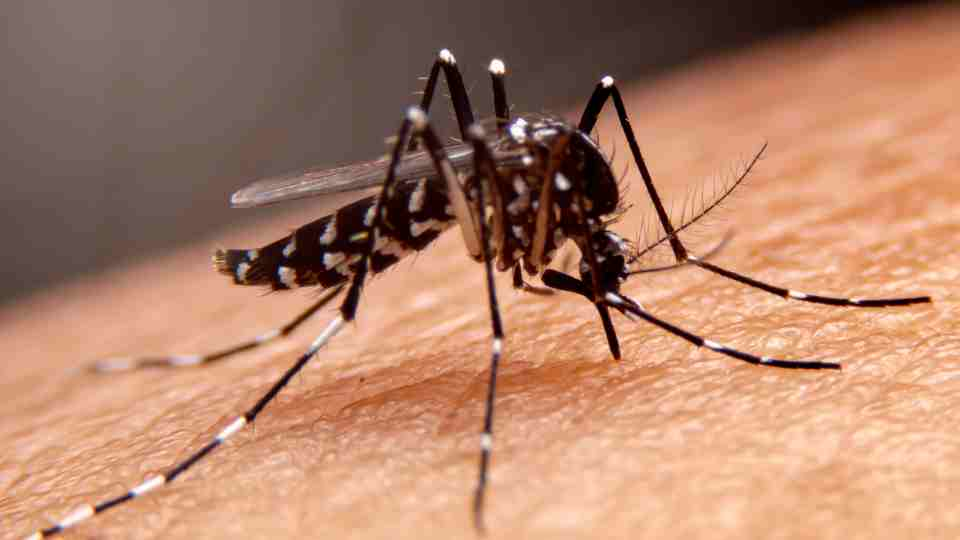 Protecting Against Dengue Fever: The Importance of Vaccination