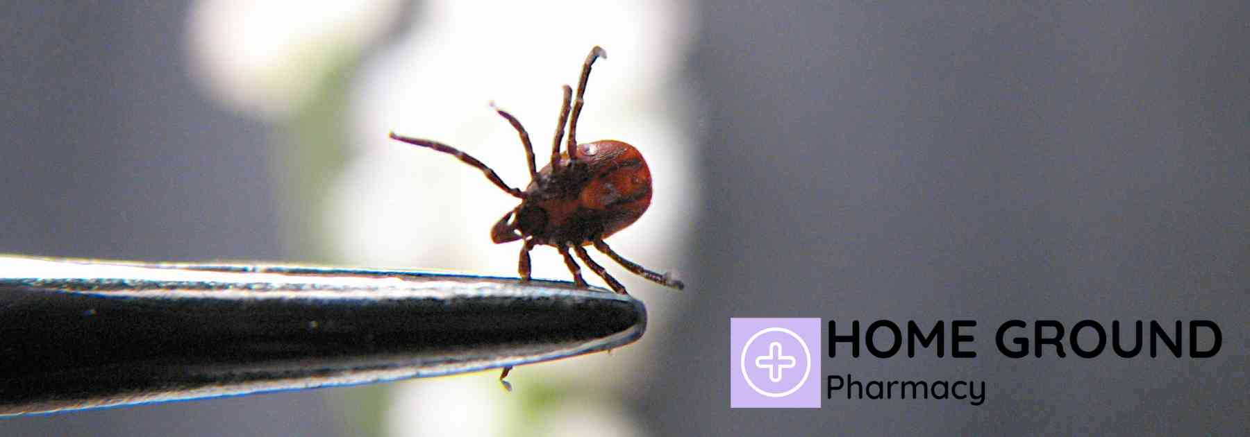 Book your tick borne encephalitis vaccine in Swindon