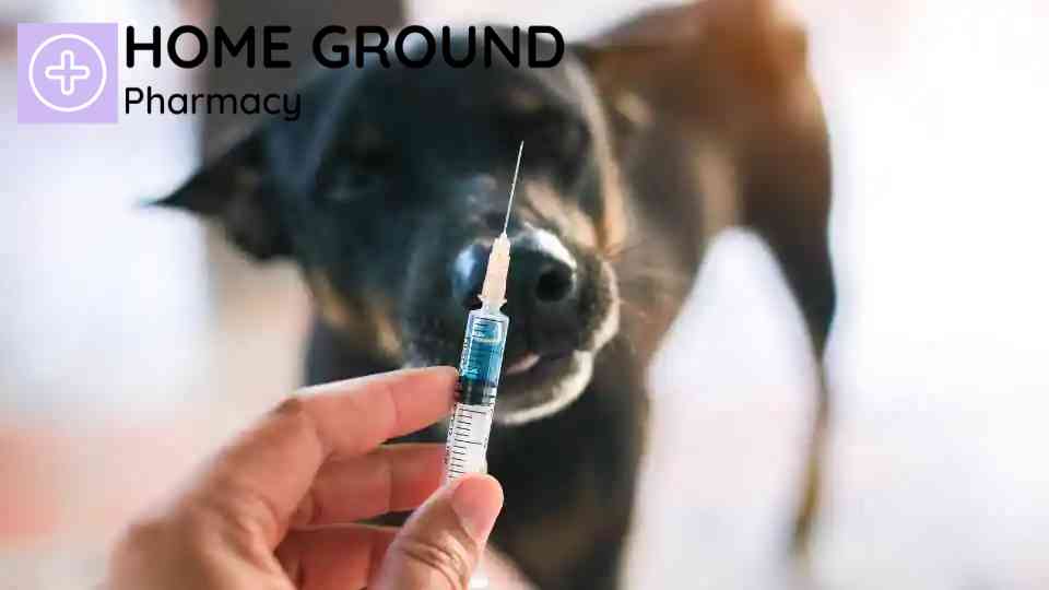 Book Your Rabies Shot in Swindon: Stay Protected Abroad
