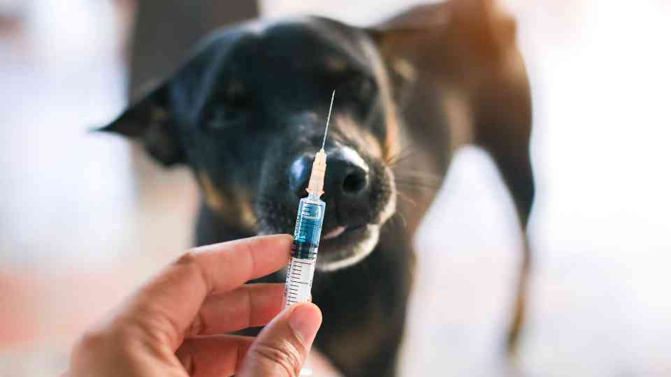 Book Your Rabies Shot in Swindon: Stay Protected Abroad
