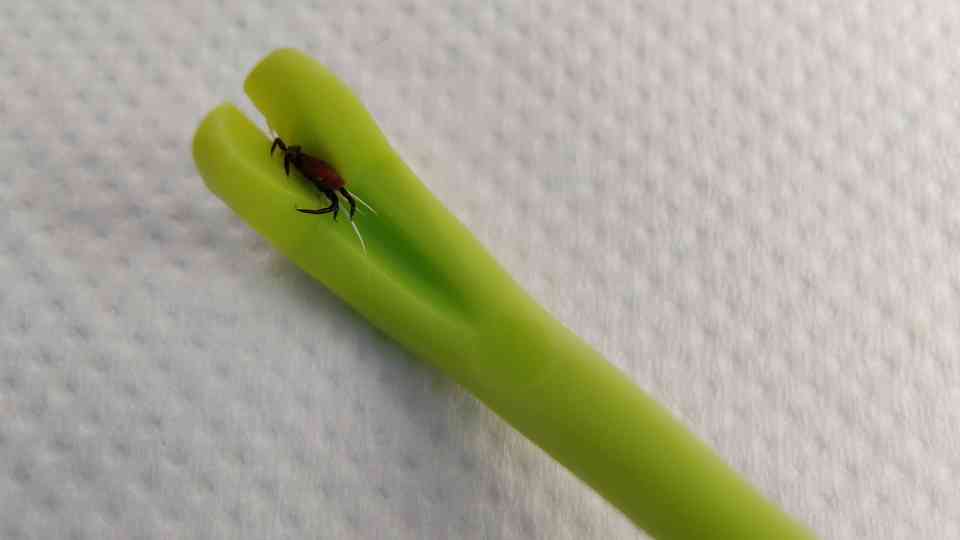 How Does a Tick Pulling Tool Protect Me? – Travel Health Advice Swindon