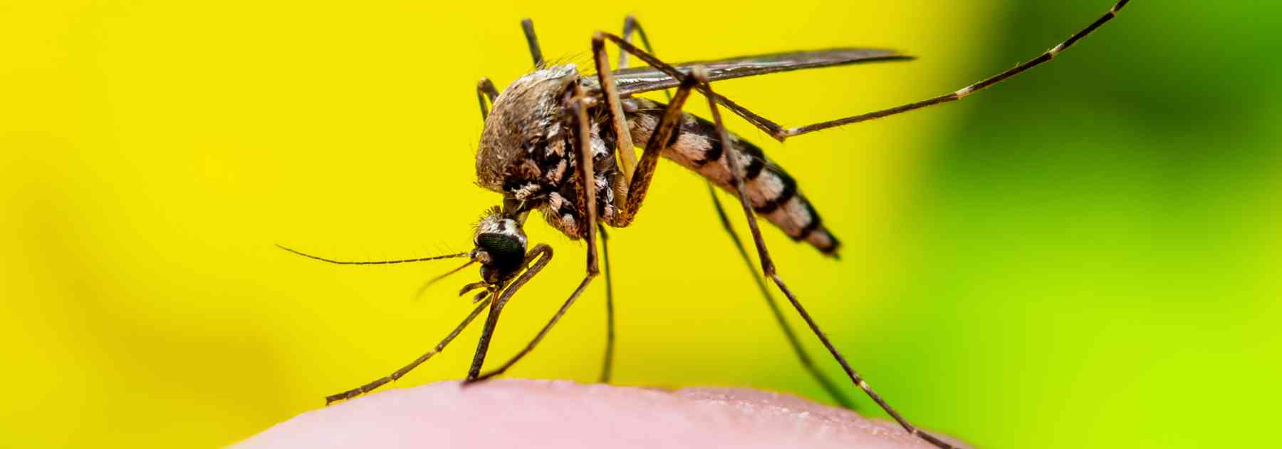 mosquito on yellow background