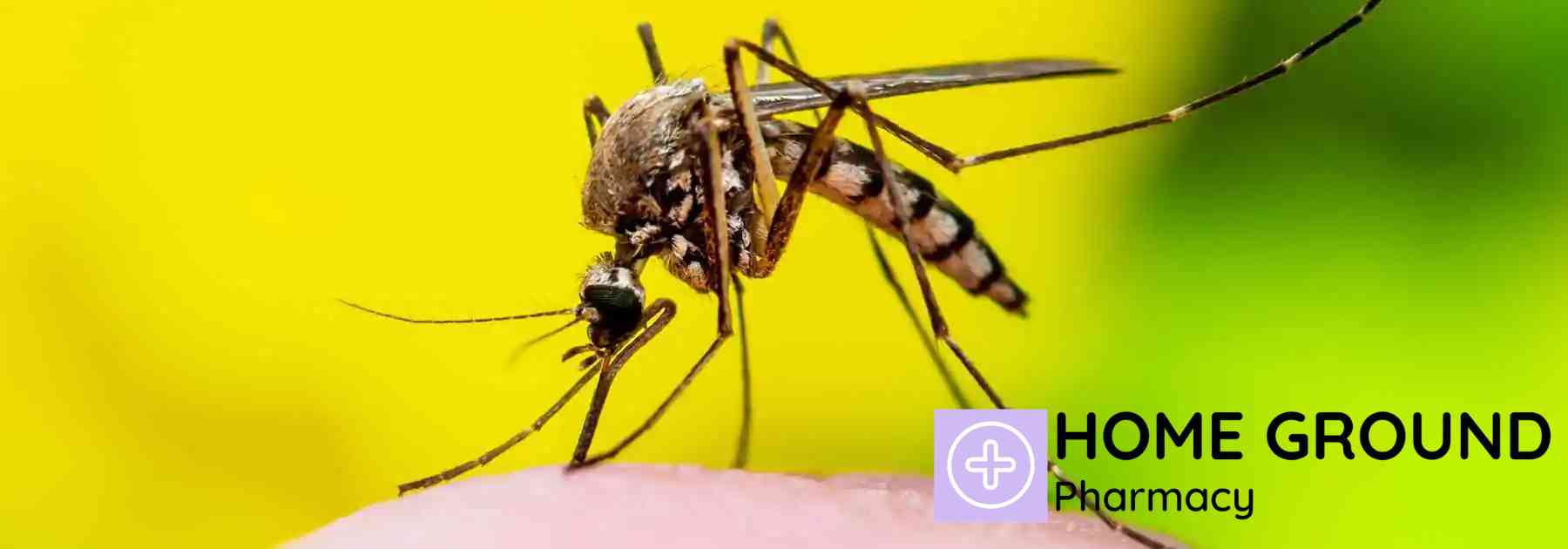 mosquito on yellow background